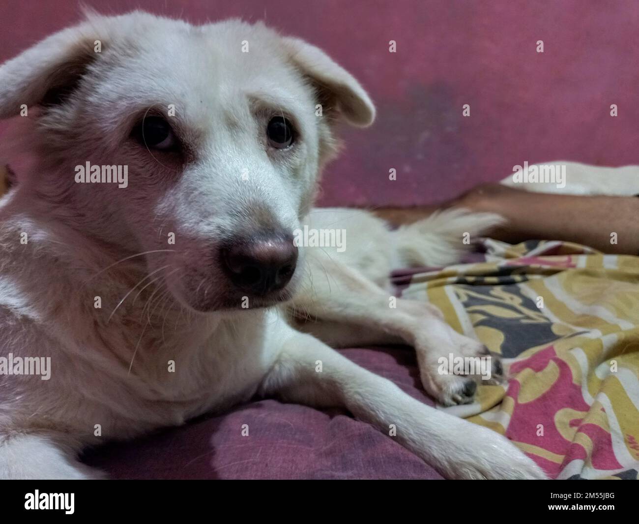 shy white dog face relaxing sleeping with owner in bed Stock Photo Alamy