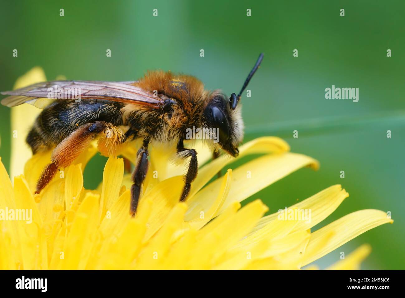 Closeup on a female grey-gastered mining bee, Andrena tibialis on ...
