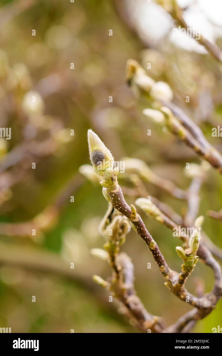 Growing fluffy buds of a spring magnolia tree close-up Stock Photo - Alamy
