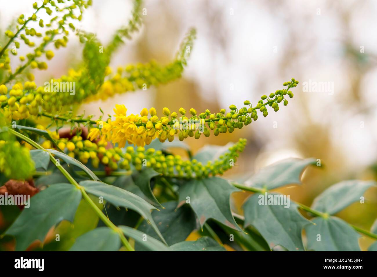 Yellow flowers of mahonia japonica close up Stock Photo