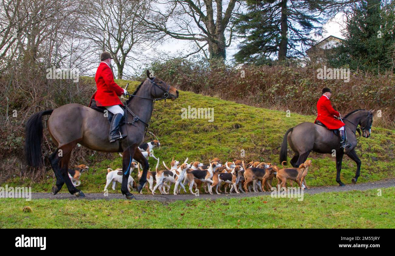 Bolton, Lancashire.  26th December, 2022: Traditional Boxing Day being staged in the picturesque village of Pleasington, near Blackburn, where Horses and riders gather for the annual Boxing Day Hunt. The annual event staged by the Holcombe Hunt was attended by hundreds of people in cold sunny conditions who had come to enjoy the traditional spectacle. The event saw the  Hunt’s prized pack of rare Stud Book Harriers Beagles.taking part in a demonstration of trail laying. Credit; MediaWorldImages/AlamyLiveNews Stock Photo