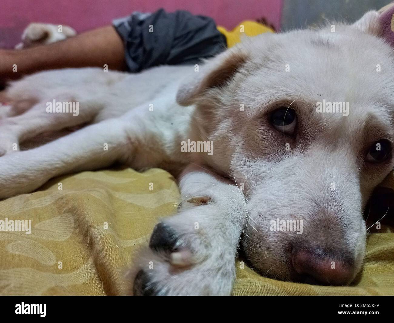 shy white dog face relaxing sleeping with owner in bed Stock Photo Alamy