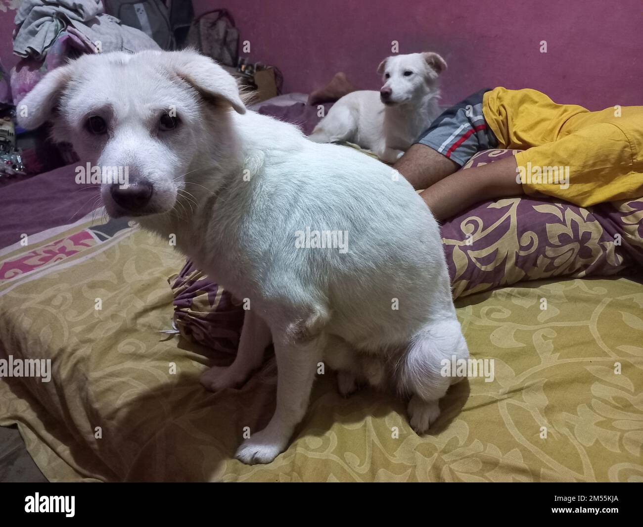 shy white dog face relaxing sleeping with owner in bed Stock Photo Alamy