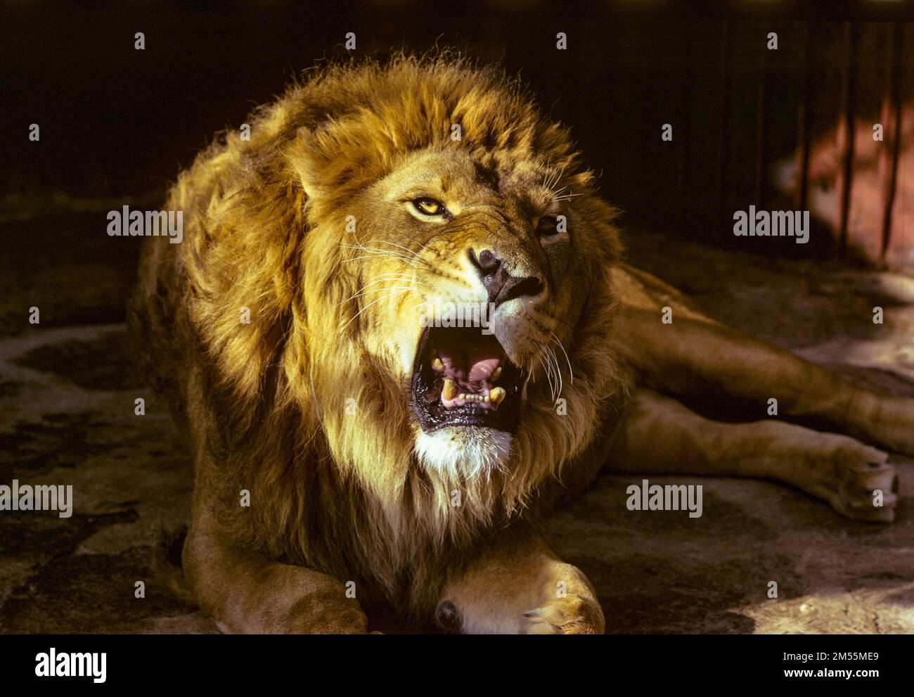 Roaring lion portrait, Panthera Leo Abyssinica, having belonged to