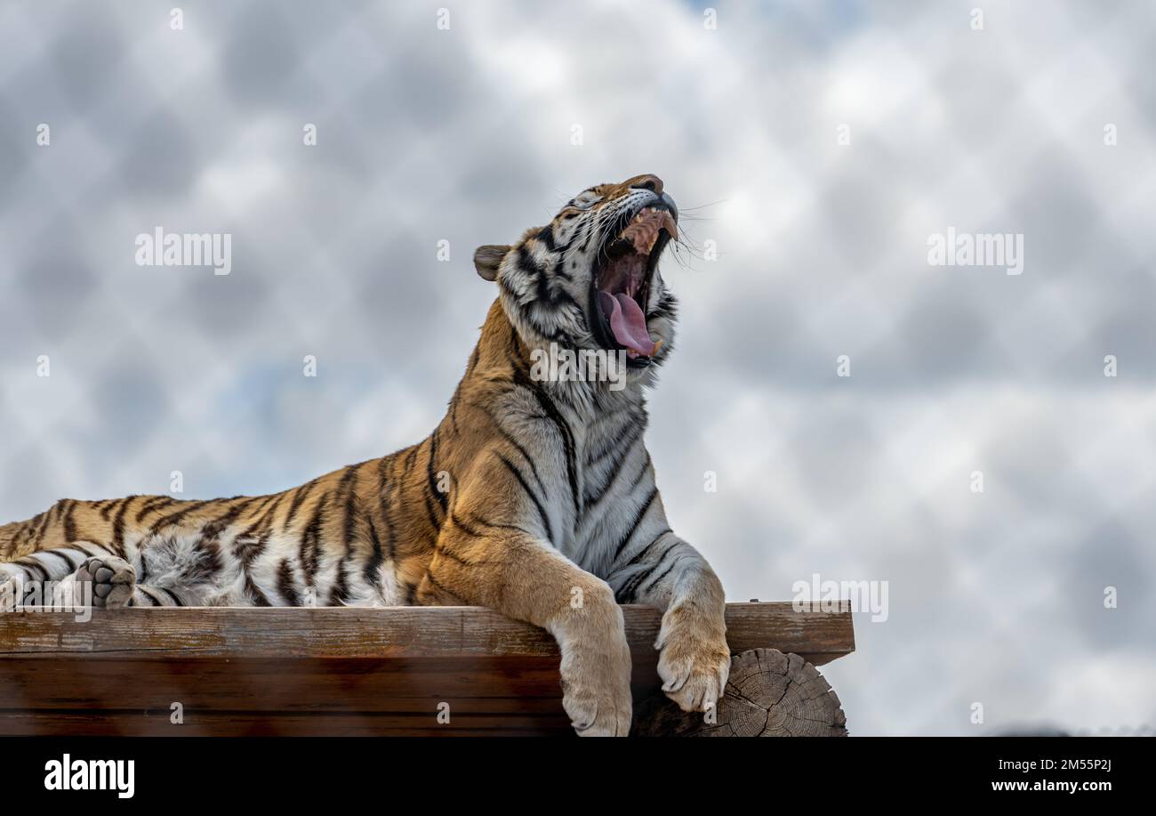 Tiger Rearing Siberian tiger relaxing roaring hi-res stock photography and images - Alamy