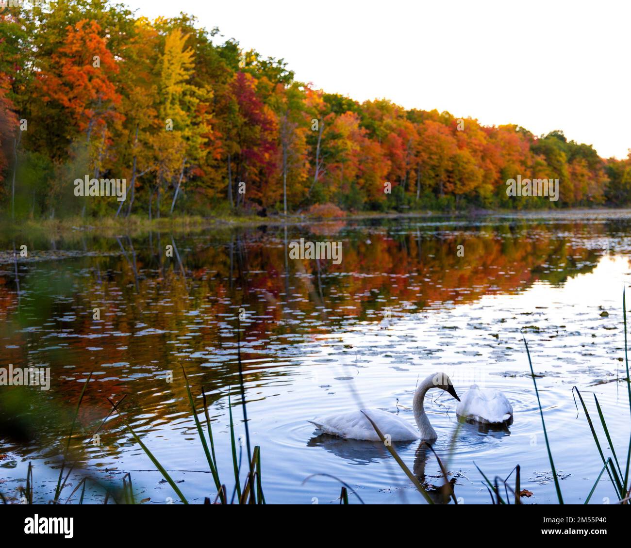 An aerial view of lake surrounded by dense autumn trees Stock Photo - Alamy