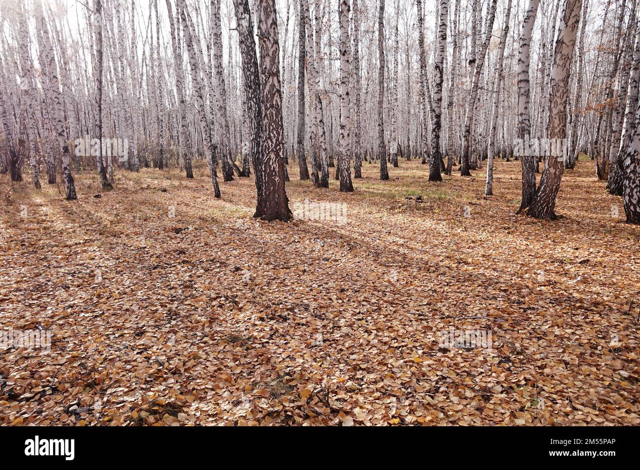 White birch and fall colours hi-res stock photography and images - Alamy