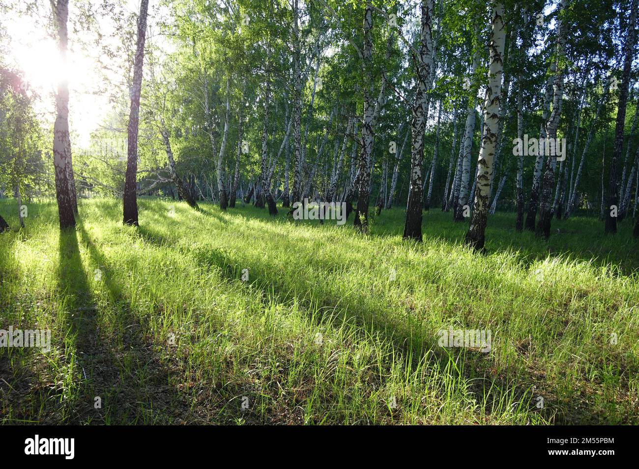 Summer birch forest with sun Stock Photo - Alamy