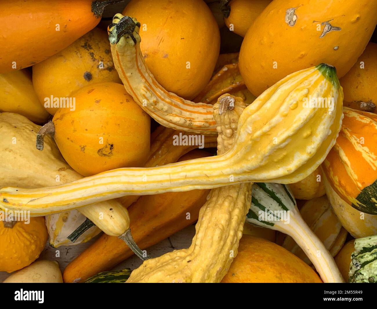 pile of different yellow and orange ornamental pumpkins Stock Photo - Alamy
