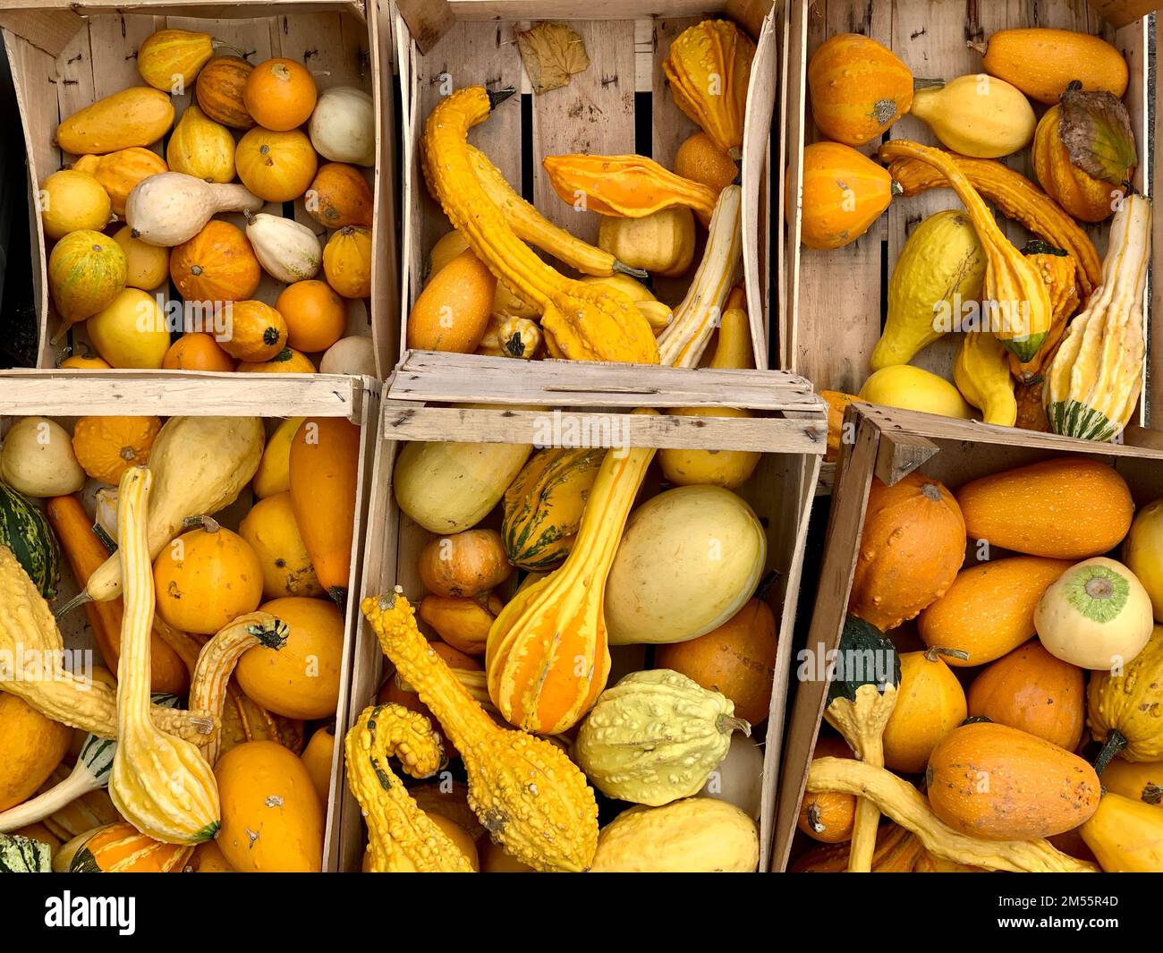 pile of different yellow and orange ornamental pumpkins Stock Photo - Alamy