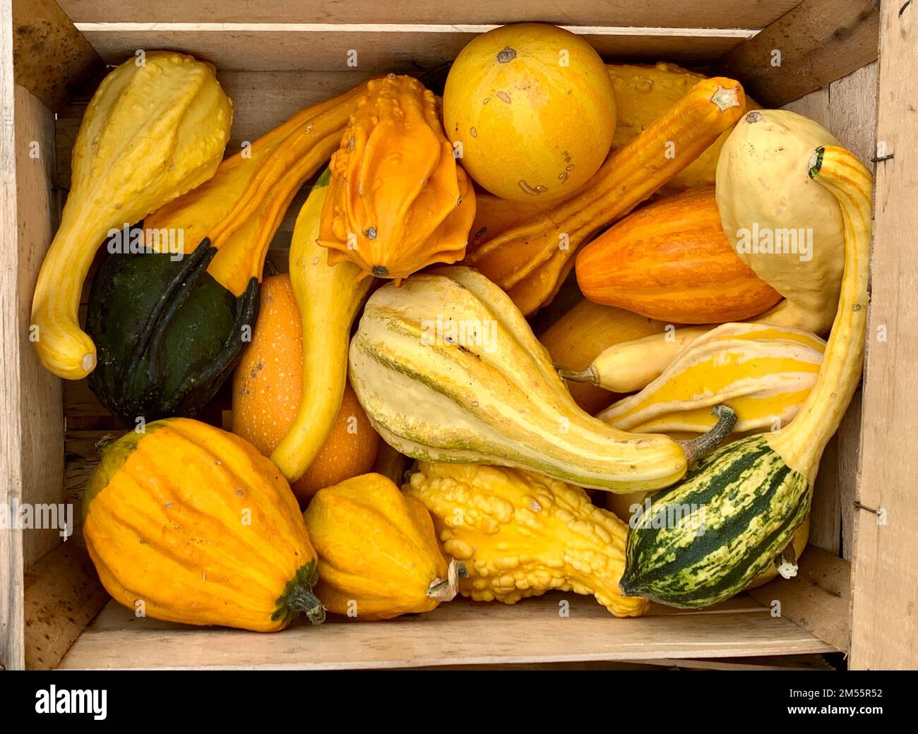 pile of different yellow and orange ornamental pumpkins Stock Photo - Alamy