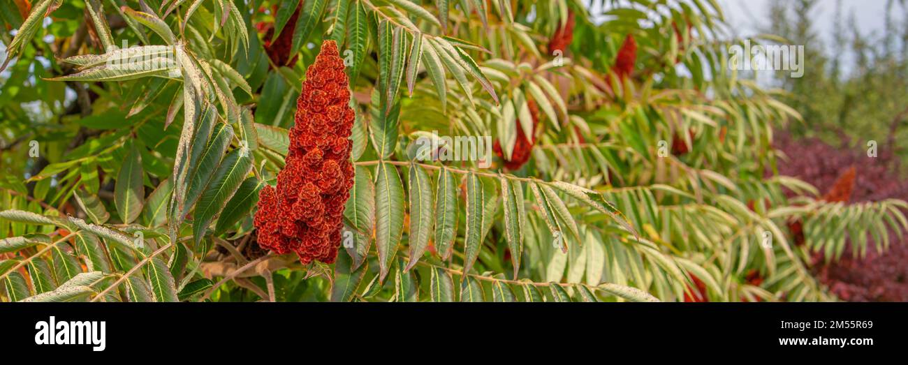 Staghorn Sumac - Rhus typhina, red drupe blossom in late summer on the tree in Slovenia Stock Photo