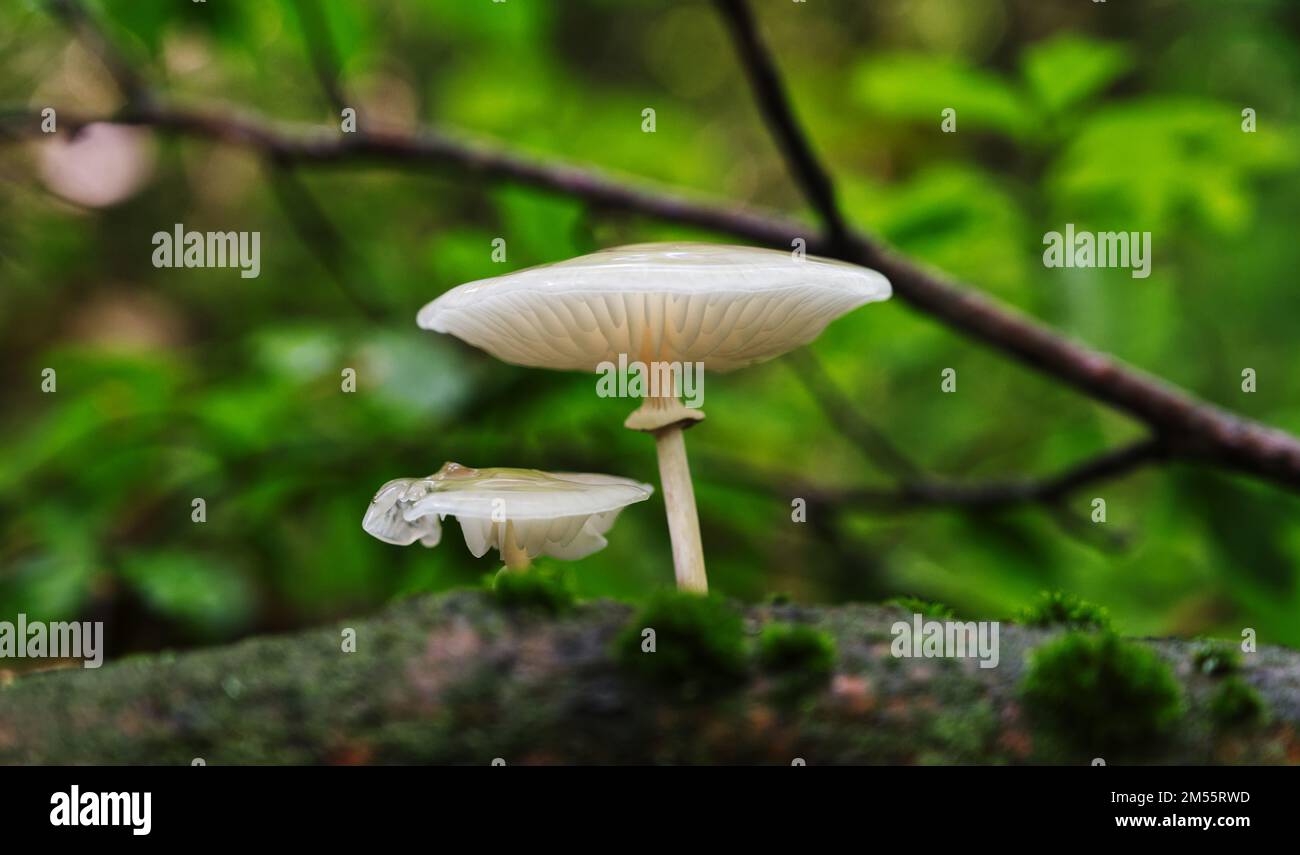 A closeup shot of mushrooms on a mossy old log in a forest Stock Photo ...