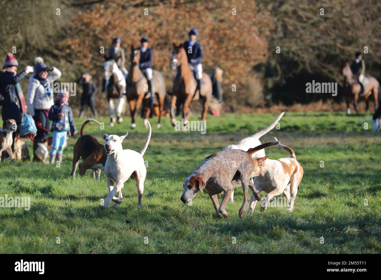 Hawridge, Chesham, UK. 26th Dec, 2022. The riders and hounds set off for the Boxing Day hunt. Credit: Uwe Deffner/Alamy Live News Stock Photo
