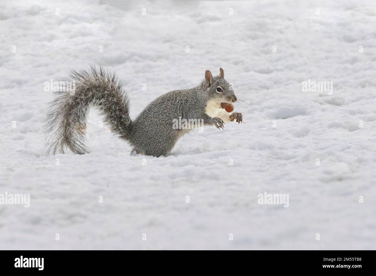 Western Gray Squirrel (Sciurus griseus) in snow with a black oak acorn - photographed in Lassen County, Califronia, USA. Stock Photo