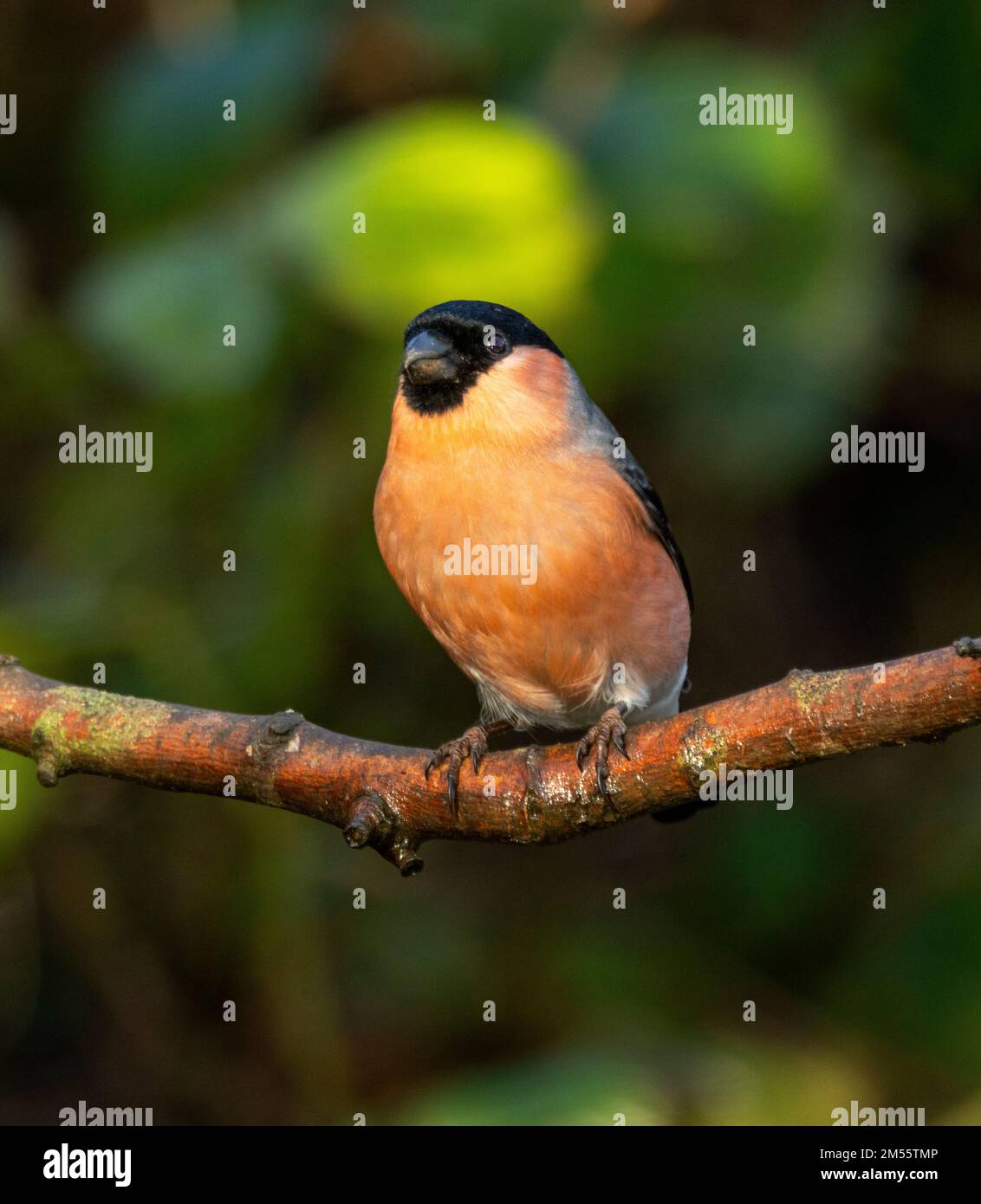 The bullfinch is one of the more beautiful of the UK's finch family. They are shy birds but will become more relaxed around bird feeders during the wi Stock Photo