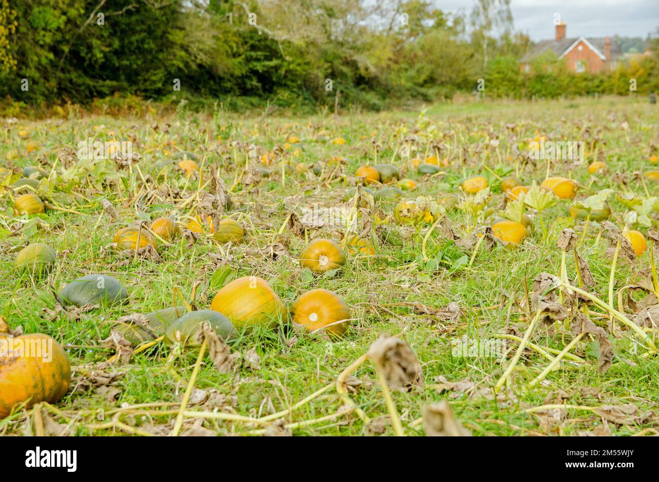 A Hampshire farm field full of pumpkins ripening in time for Halloween. Stock Photo
