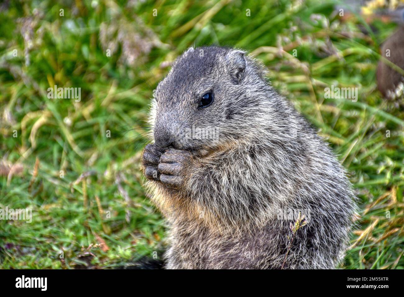 Murmeltier, Murmeltiere, Baby, Nachwuchs, Fell, klein, kuschelig, herzig, unbeholfen, Sommer, Stein, Fels, Hochgebirge, Alpen, Alpenmurmeltier, Mankei Stock Photo