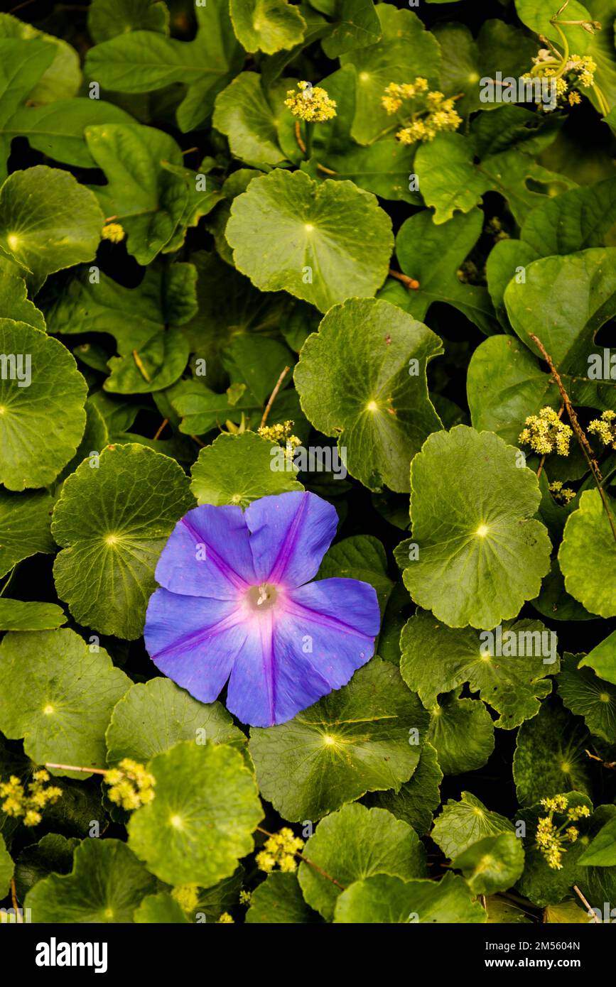 Hydrocotyle vulgaris, the marsh pennywort and Purple wild flower, Sydney, NSW, Australia Stock Photo