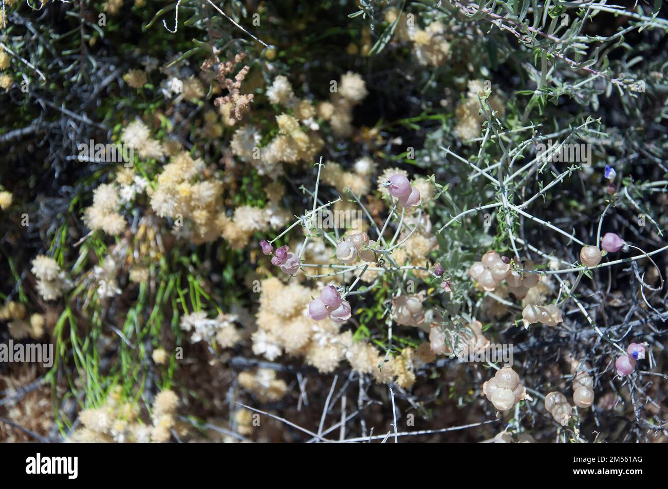 paperbag bush and rayless goldenhead desert flowers blooming in late springtime in joshua tree national park in california. Stock Photo