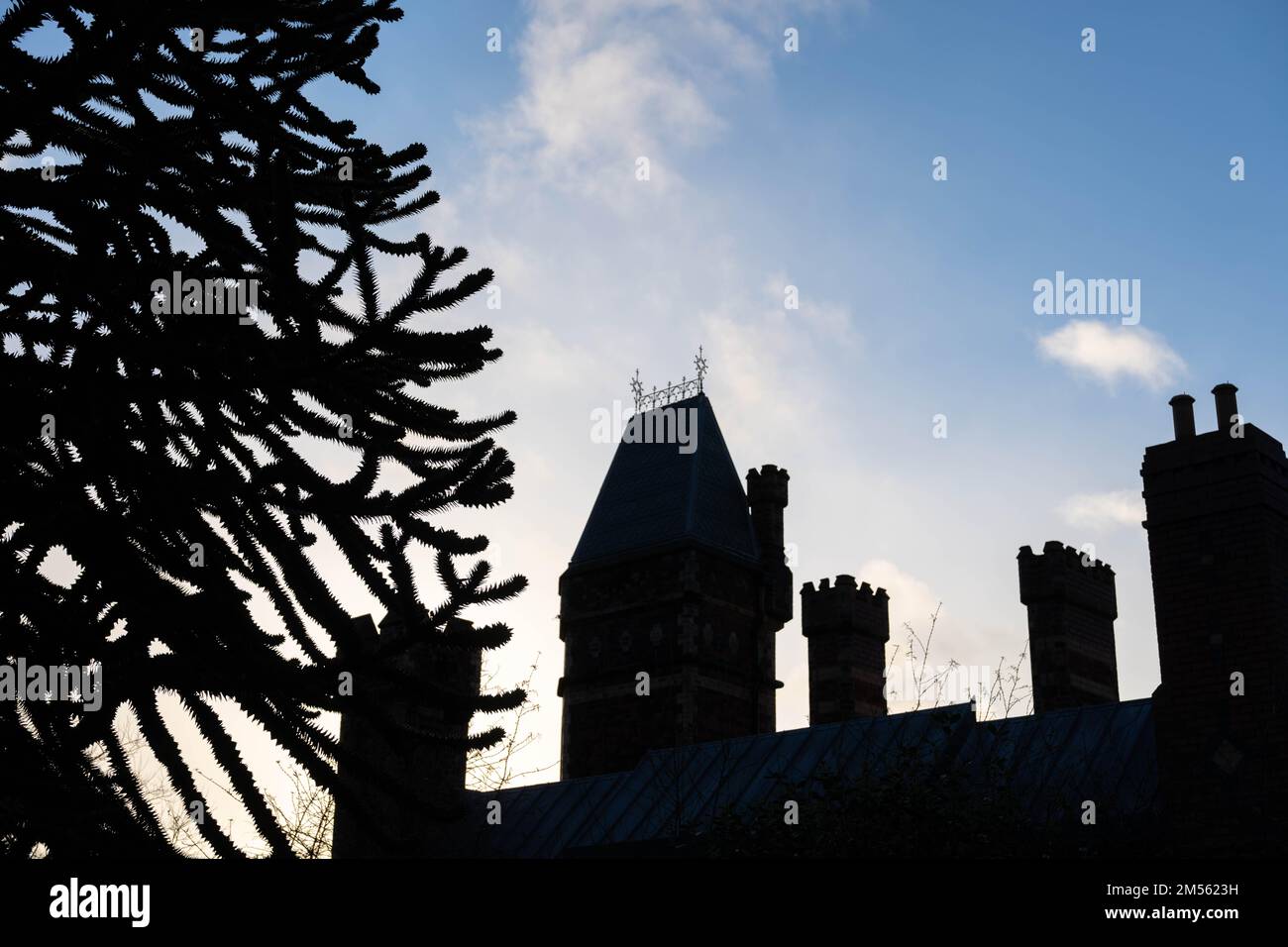Silhouette of Saltwell Towers, built in 1862, in the public park - Saltwell Park in Gateshead, UK, with adjacent monkey puzzle tree. Stock Photo