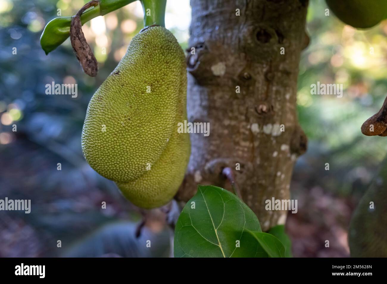 Jackfruit in shadow of jackfruit tree. Green fruit of Artocarpus heterophyllus Stock Photo