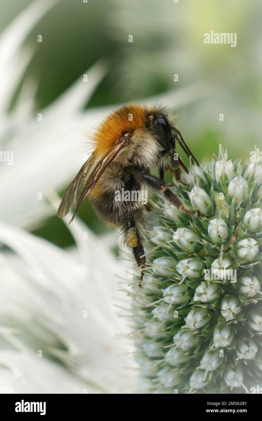 A vertical closeup on a Common brown-banded carder bee, Bombus pascuorum on a flower Stock Photo