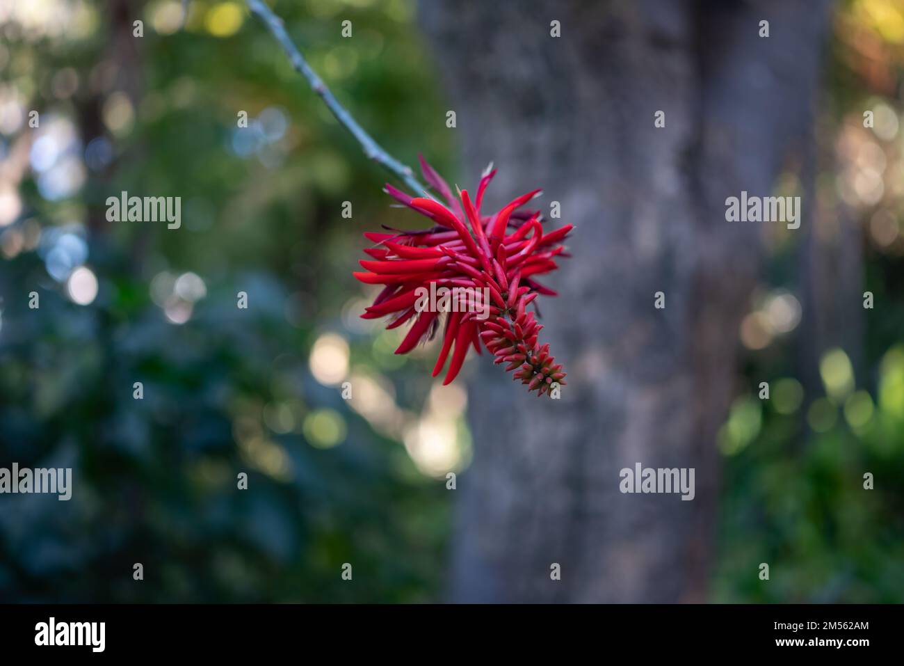 Red flower of Erythrina rubrinervia or Red-Veined Coral Tree on blurred leaves Stock Photo