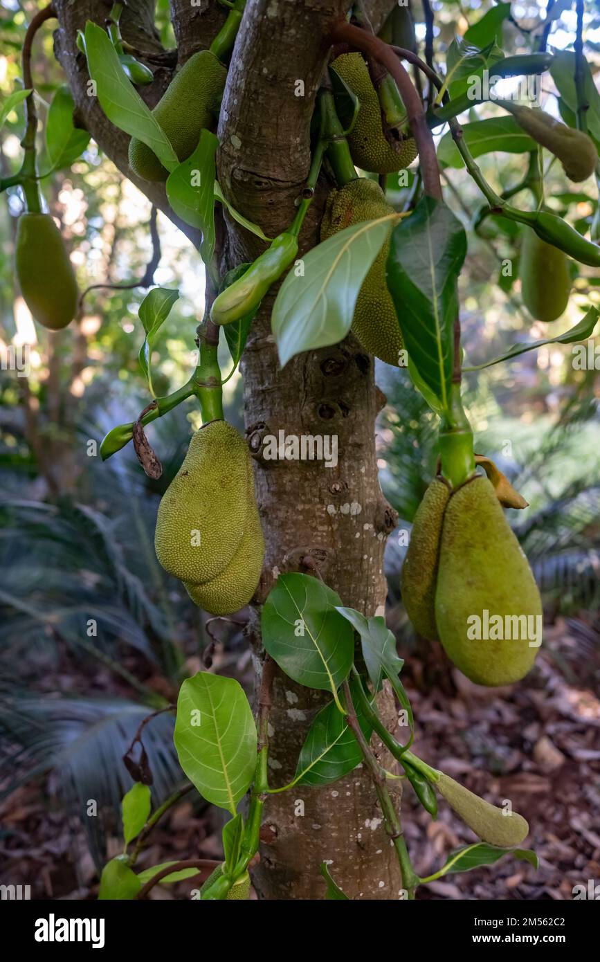 Jackfruit in shadow of jackfruit tree. Green fruit of Artocarpus heterophyllus Stock Photo