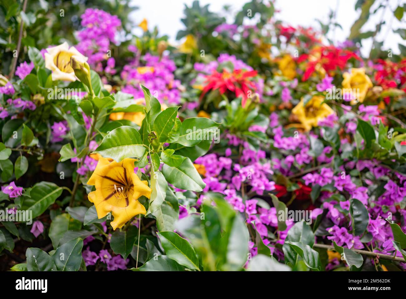 Big yellow flower of Chalice cup vine or cup of gold. Exotic tropical