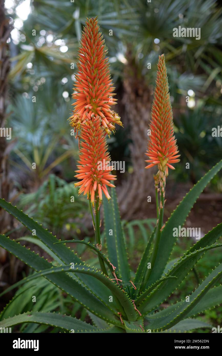 Orange flowers raceme of Aloe arborescens, krantz aloe or candelabra