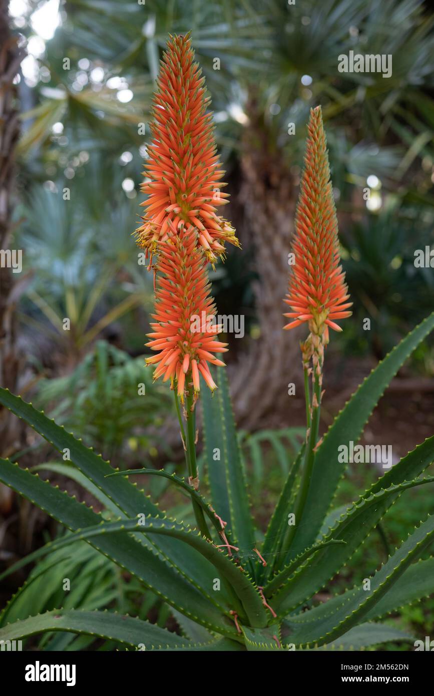 Orange flowers raceme of Aloe arborescens, krantz aloe or candelabra aloe Stock Photo