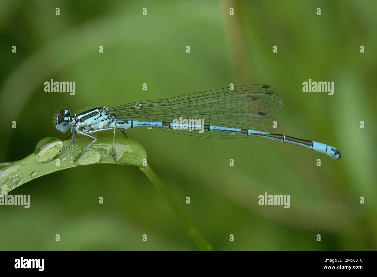 A macro of a Coenagrion puella Azure damselfly on a green leaf Stock ...