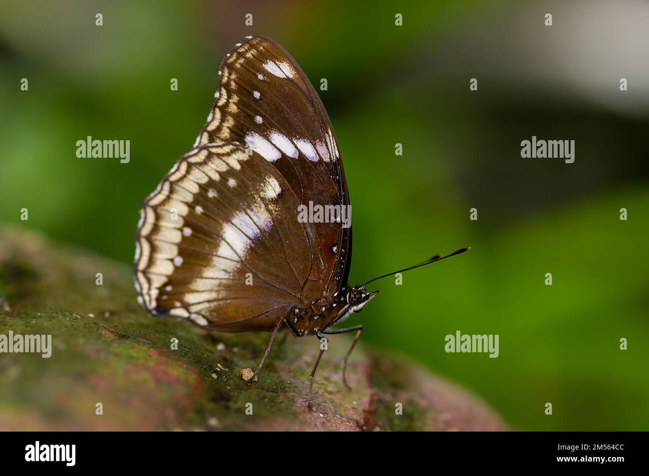 A Common Crow Butterfly resting on a rock on a sunny day in Malaysia