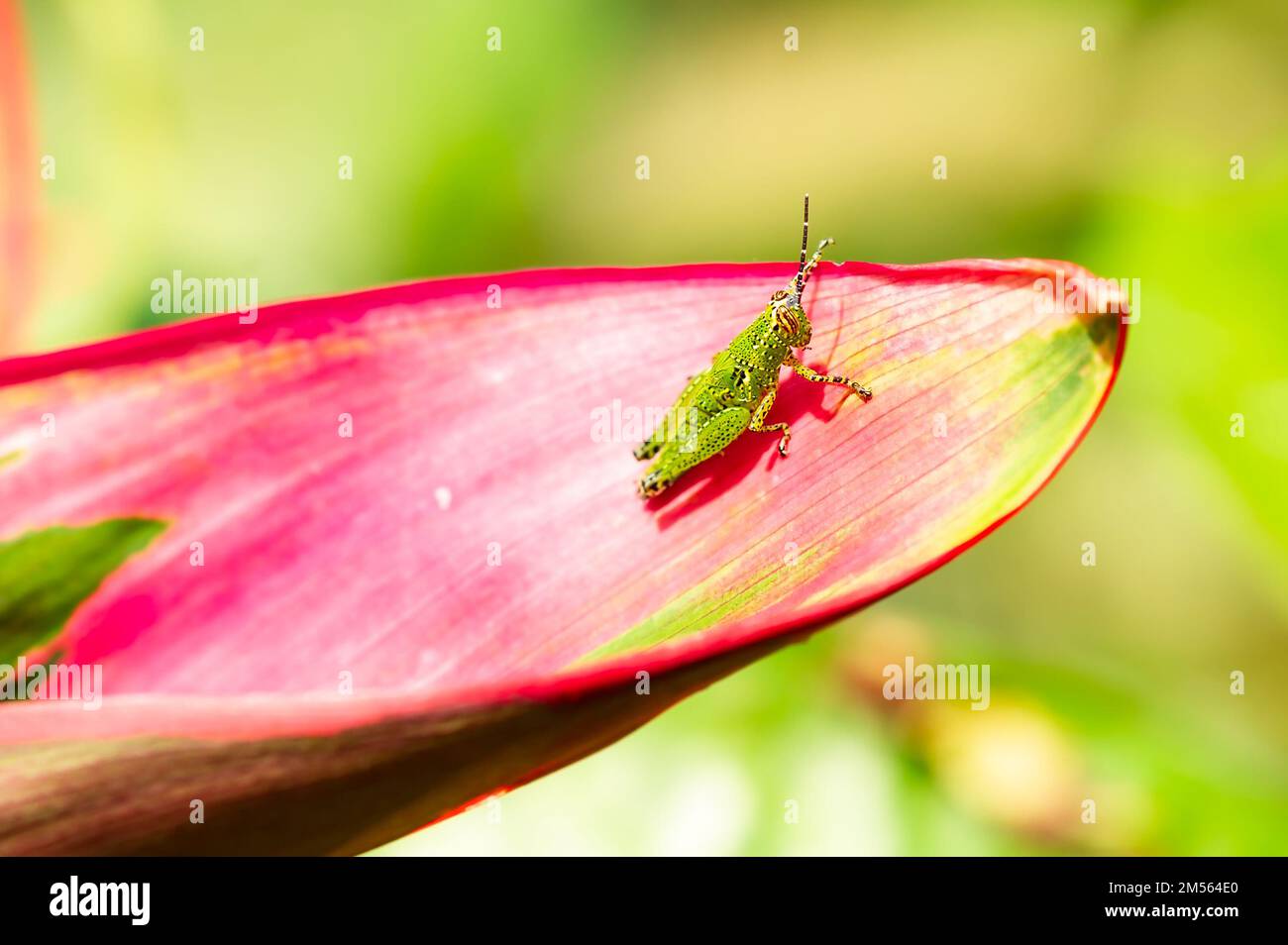 A Rufous grasshopper resting on a leaf in Malaysia Stock Photo