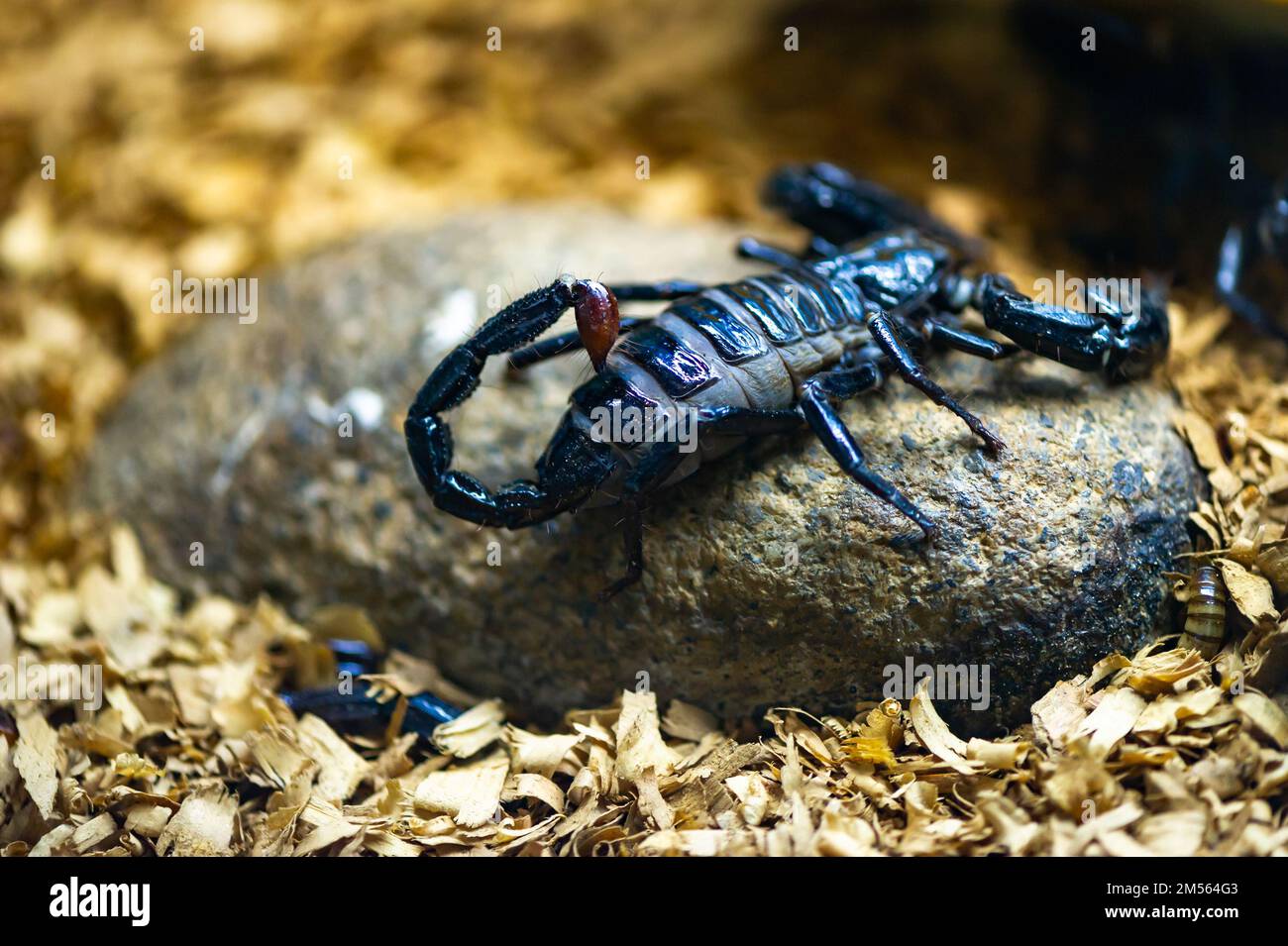 Malaysian Scorpion resting on a rock Stock Photo