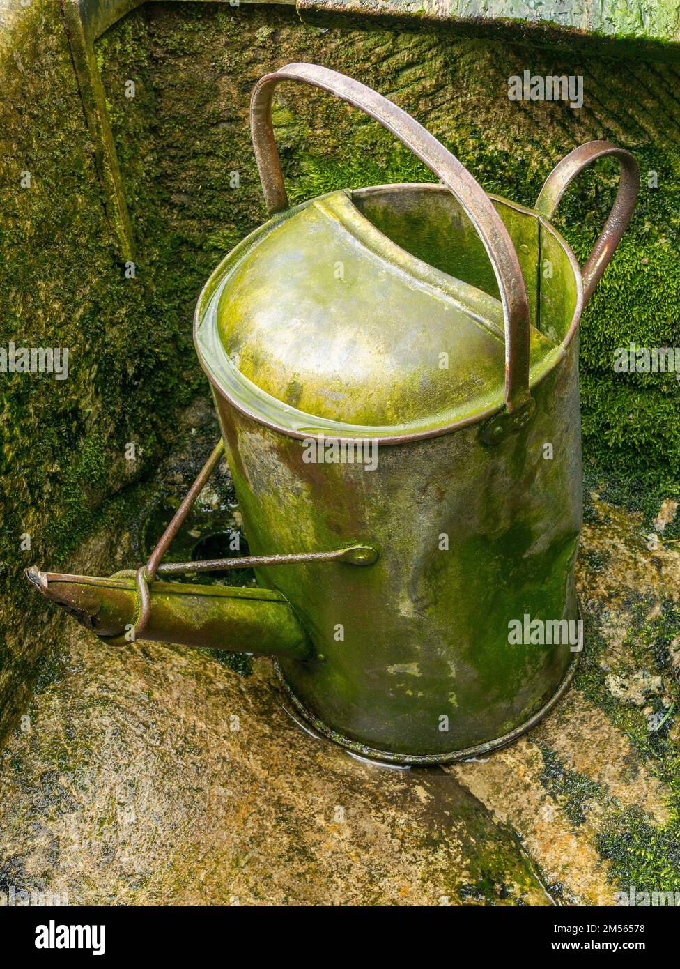 Old damp galvanised metal garden watering can with green algae coating Stock Photo