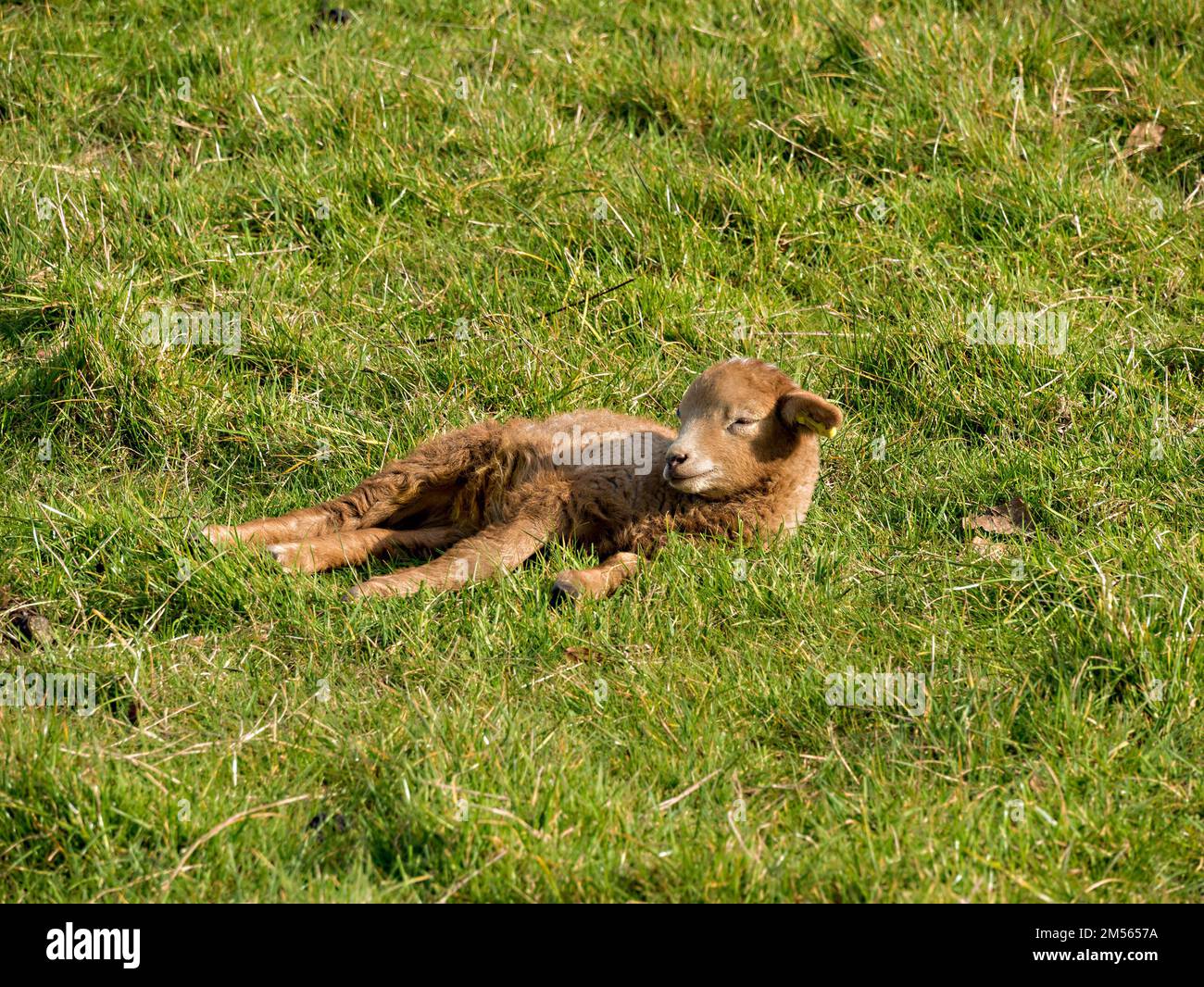 Newborn Portland sheep lamb with brown fleece lying in green grass field in Spring sunshine, Derbyshire, England, UK Stock Photo