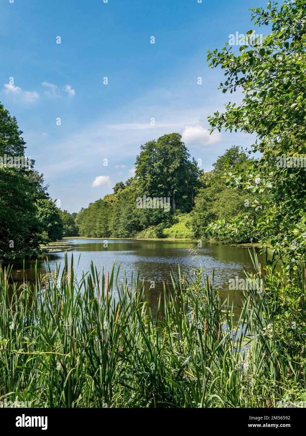 Mere Pond Lake with water reeds and woods as seen from National Forest / Cross Britain Way, Calke Abbey estate, Ticknall, Derbyshire, England, UK. Stock Photo