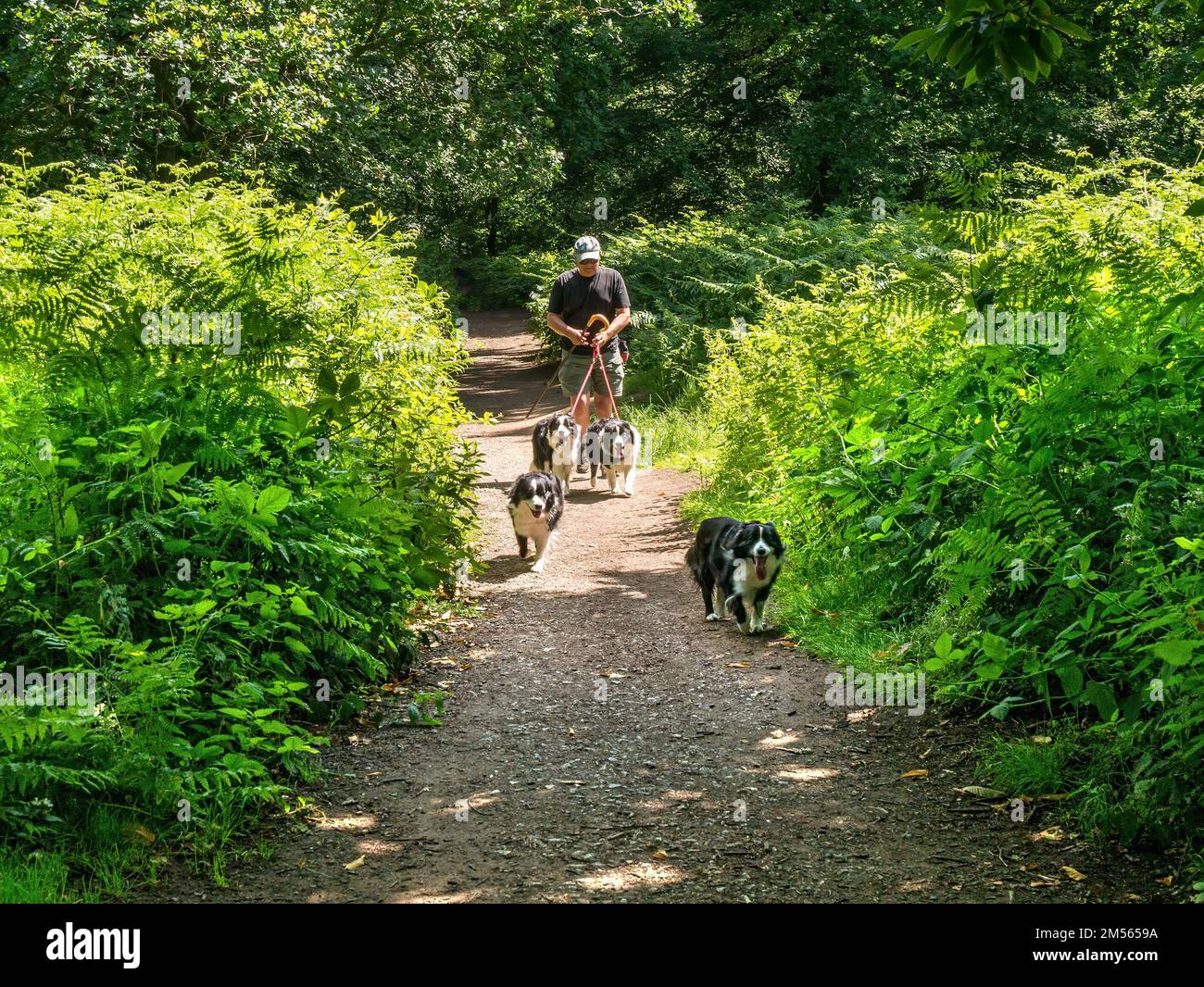 Male dog walker walking four collie dogs along woodland footpath (National Forest Way) in July, Ticknall, Derbyshire, England, UK Stock Photo