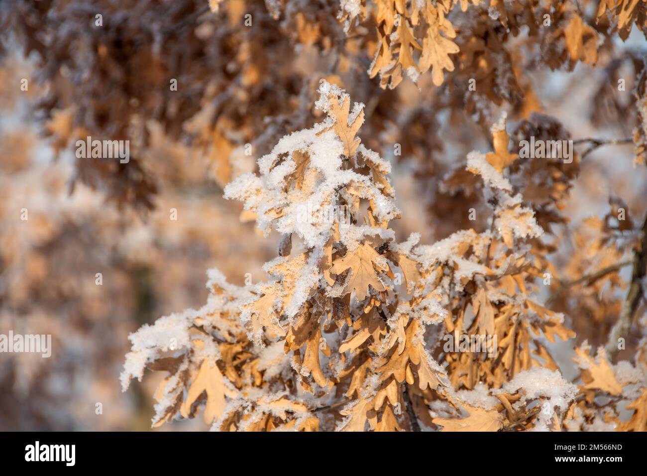 Oak dried leaves covered with frost and snow Stock Photo