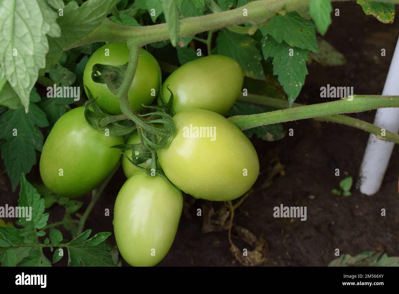 Green tomatoes growing in our garden Stock Photo - Alamy