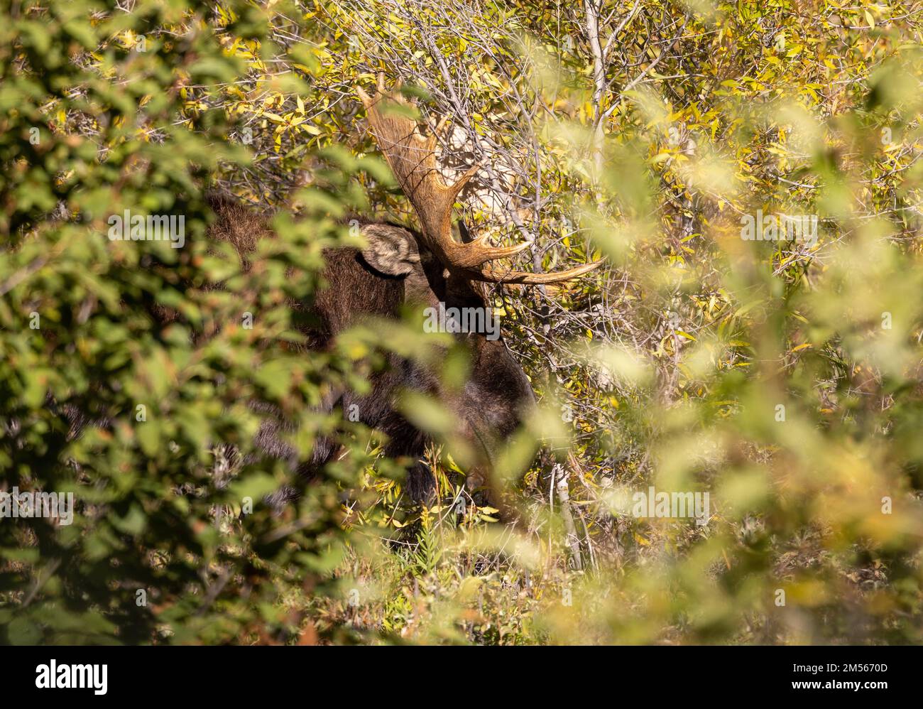 Bull Moose During the Rut in Autumn in Wyoming Stock Photo - Alamy