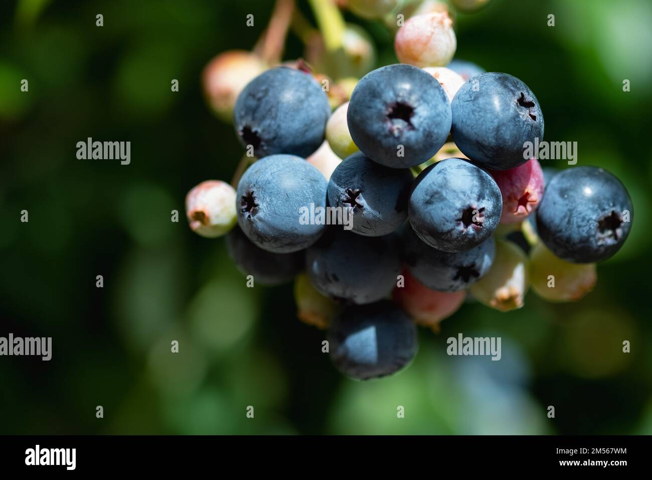 Really Ripe Blueberries Ripe blueberries are ready for collection, close-up. Fresh organic ...