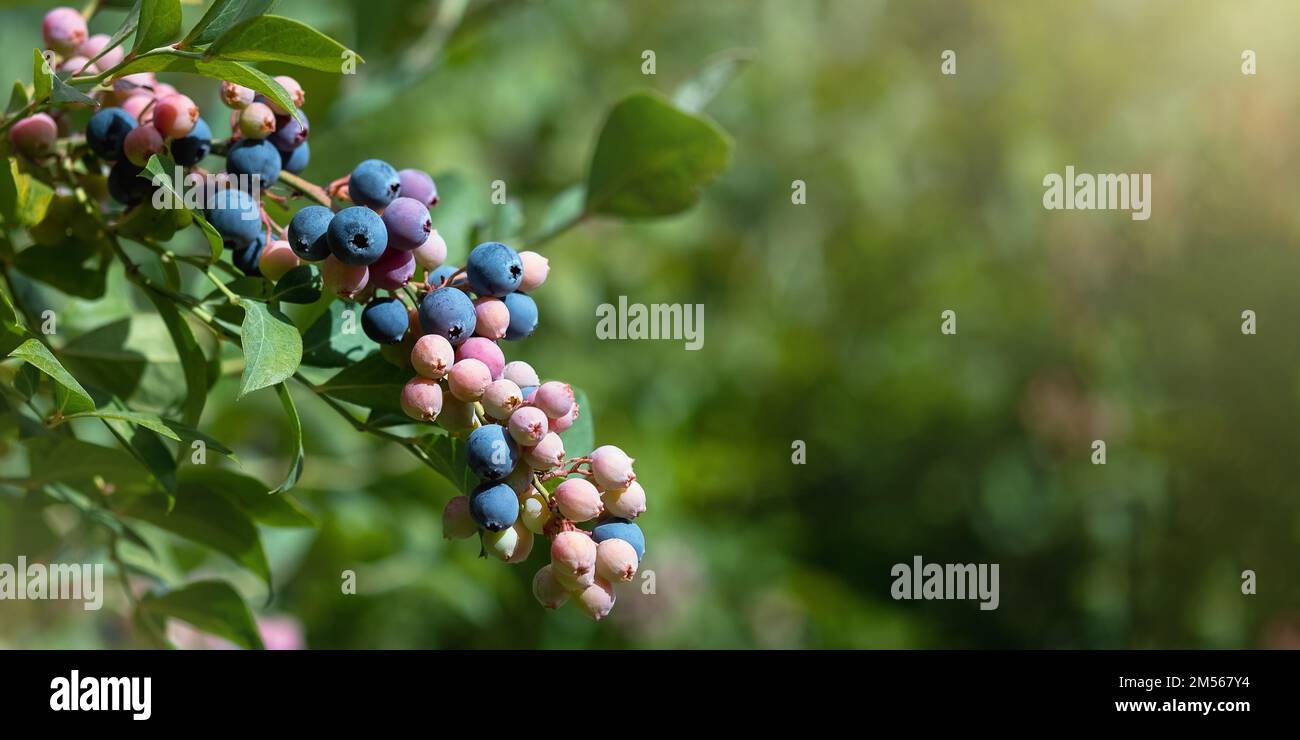 Ripe blueberries are ready for collection, closeup. Fresh organic