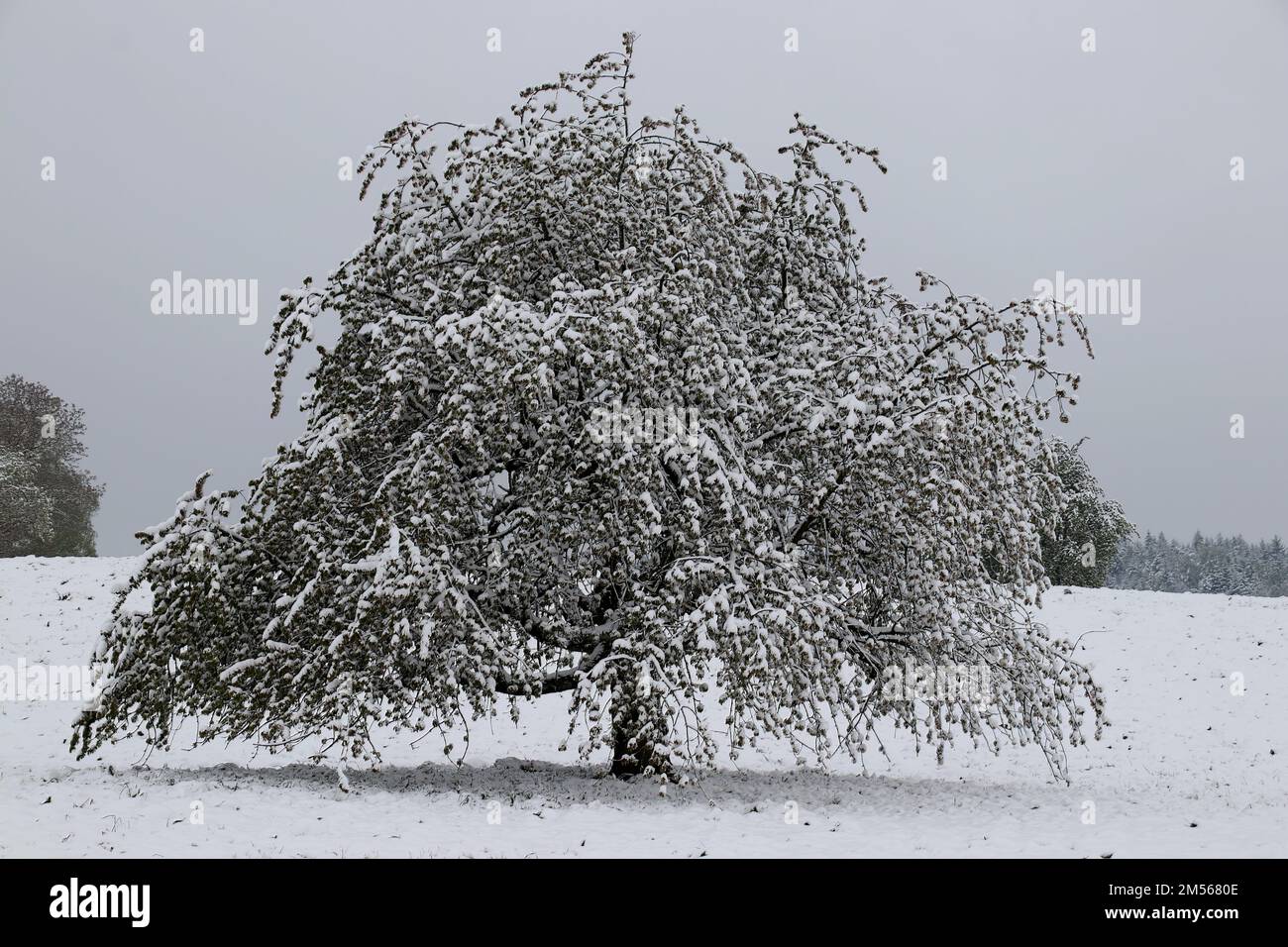 Baum im Schnee Stock Photo