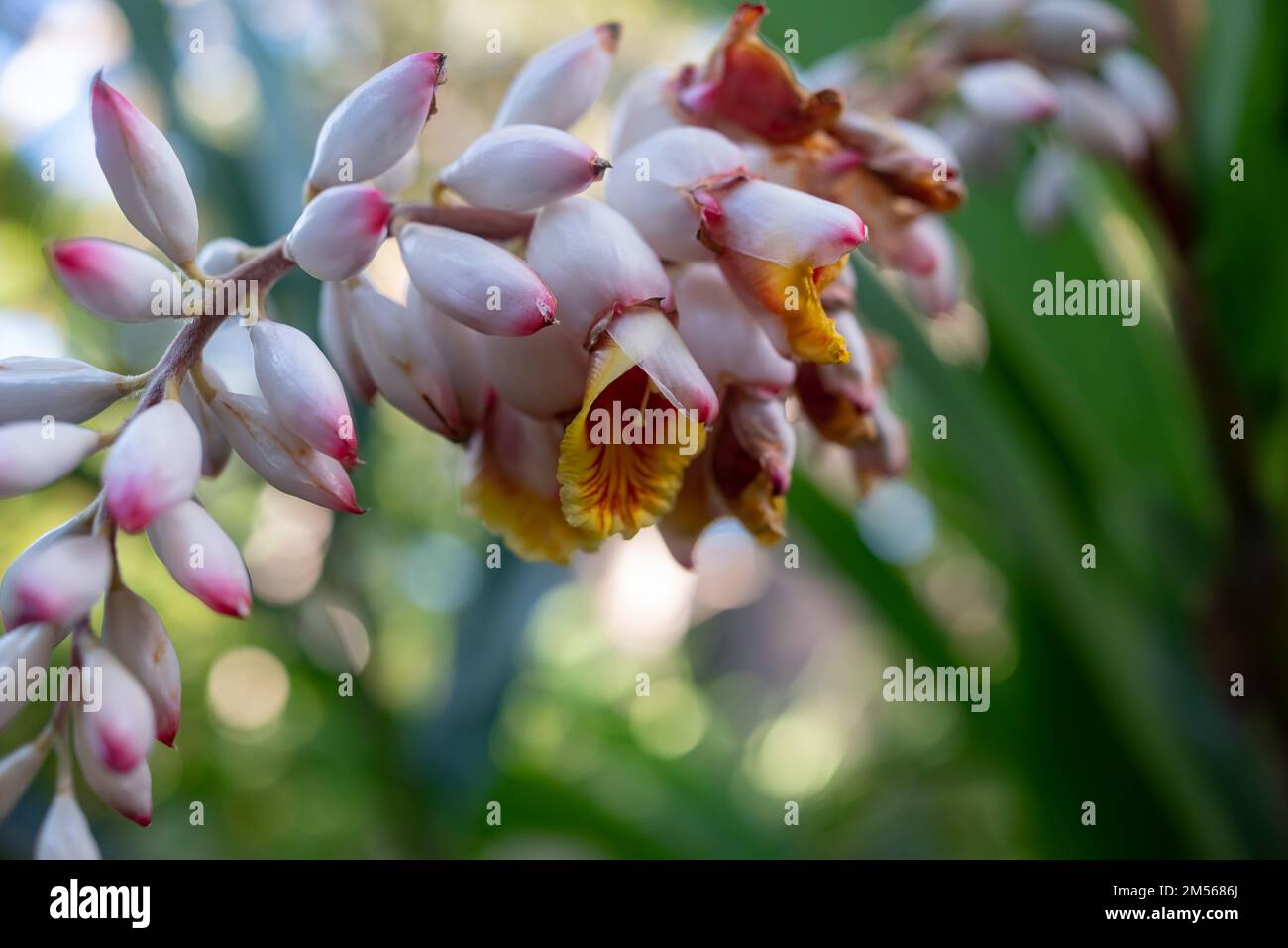 Pale pink, red and yellow flowers of Alpinia zerumbet or shell ginger Stock Photo