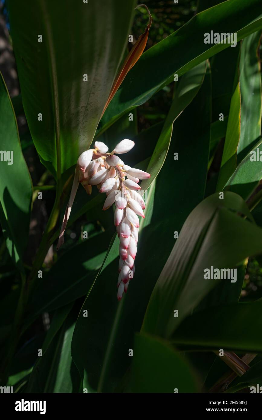 Pale pink flowers of Alpinia zerumbet or shell ginger. Exotic asian flora Stock Photo