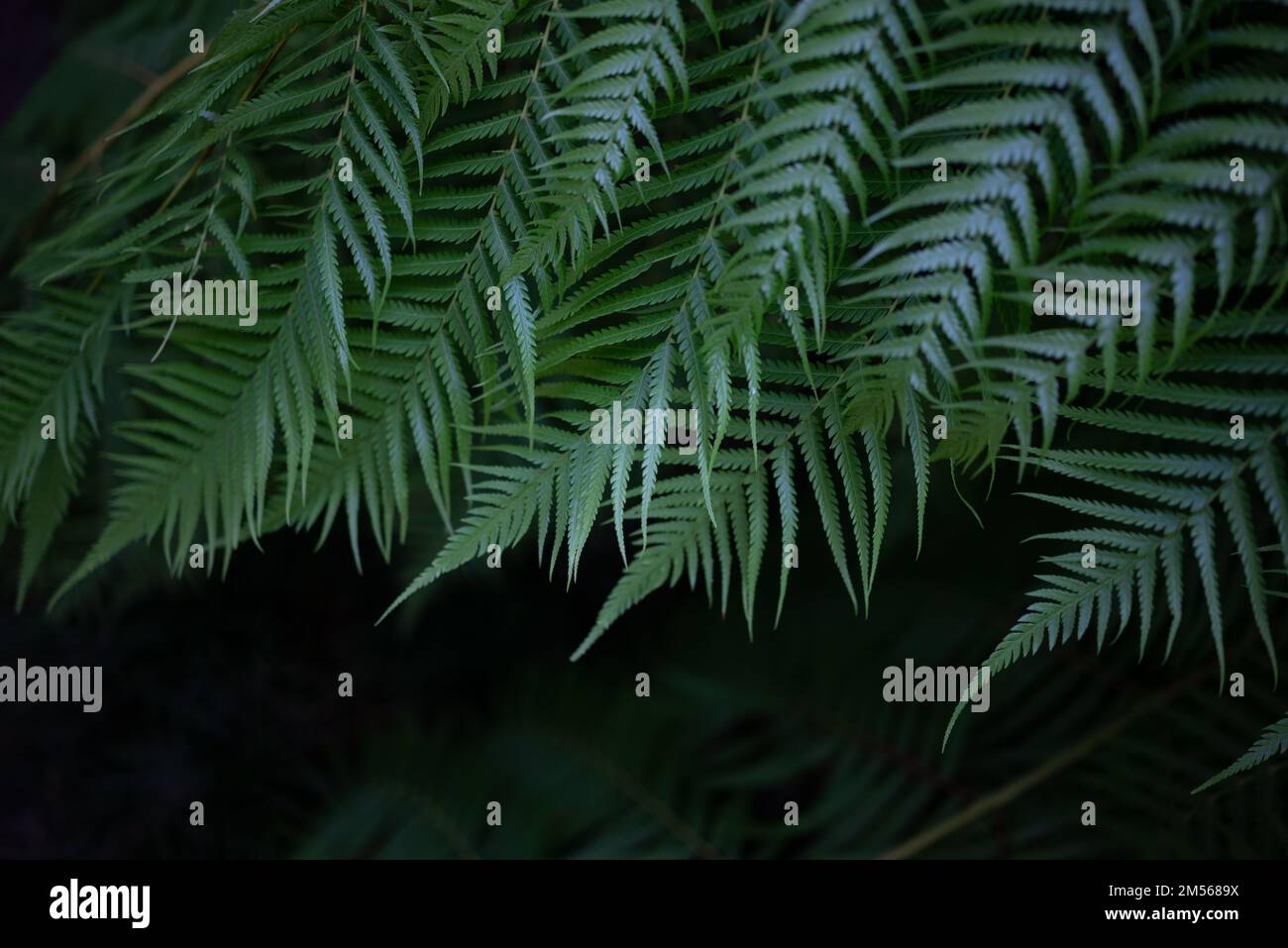 Fern leaves background with dark copy space for text at the bottom. Closeup Stock Photo