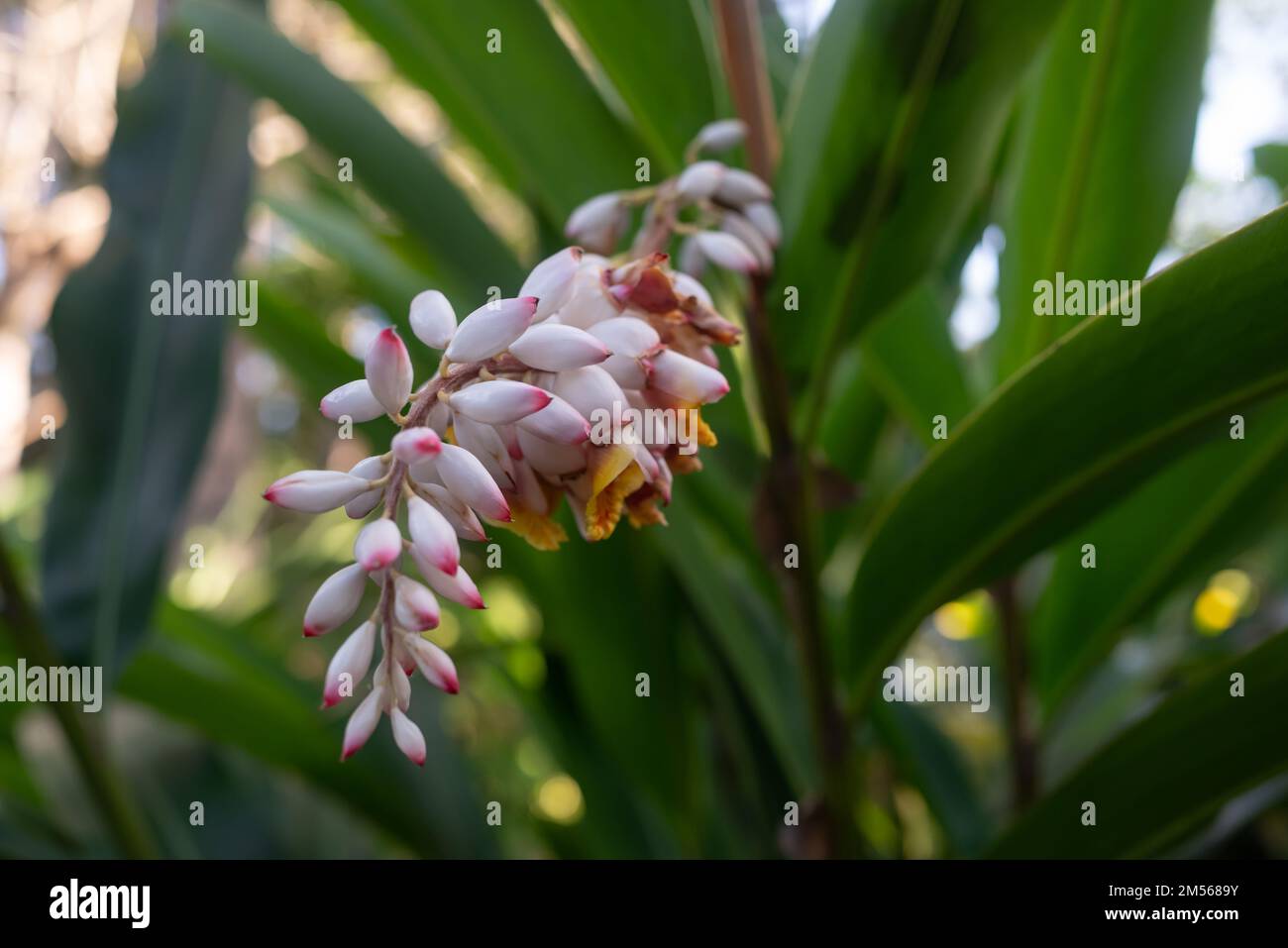 Pale pink, red and yellow flowers of Alpinia zerumbet or shell ginger Stock Photo